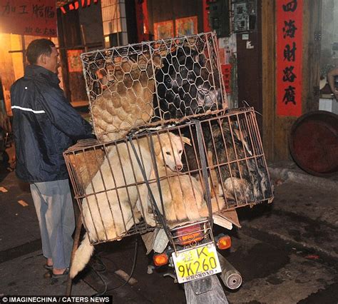 how are dogs killed for meat in china